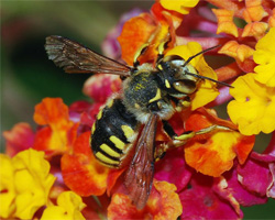 Как правильно лечить укусы пчел